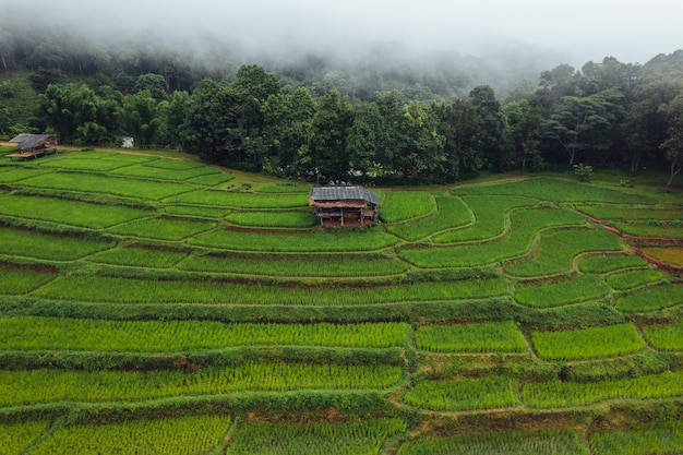 Campo de arroz verde na cabana com terraço e fazenda