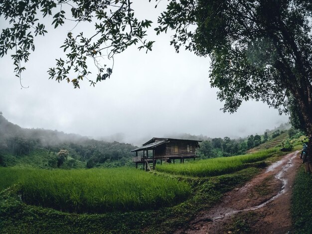 Campo de arroz verde na cabana com terraço e fazenda