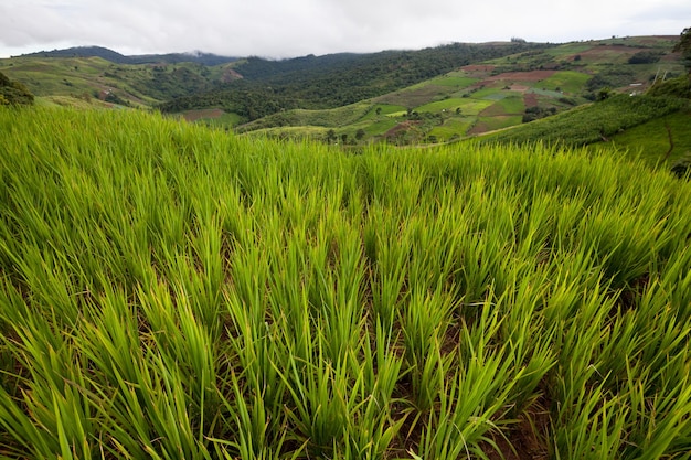 Campo de arroz verde na montanha