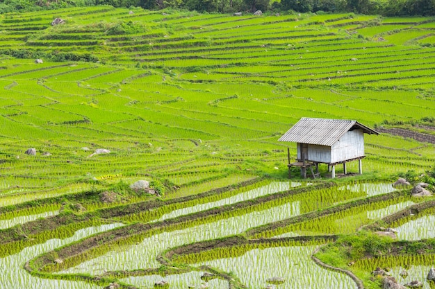 Campo de arroz verde na Ásia no tempo de primavera