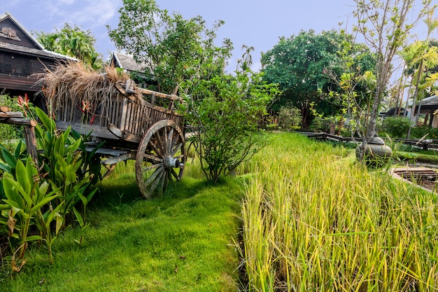 Campo de arroz verde na vila, Tailândia