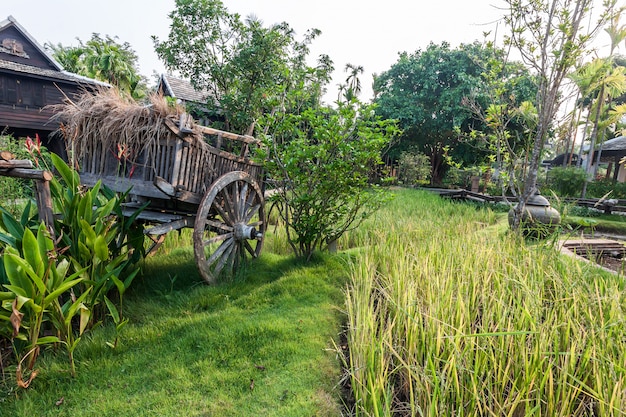 Campo de arroz verde na vila, Tailândia