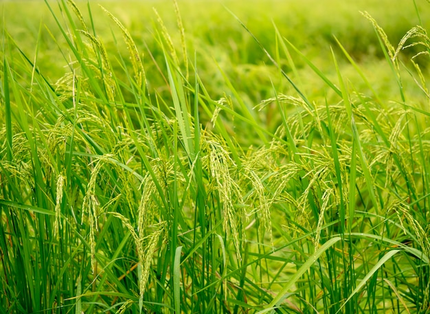 Campo de arroz verde natureza