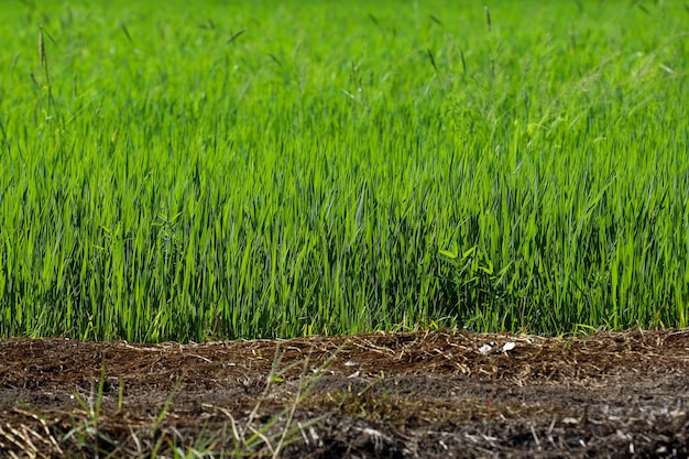 Campo de arroz verde no campo