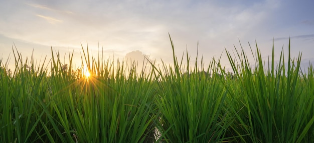 Campo de arroz verde paisagem