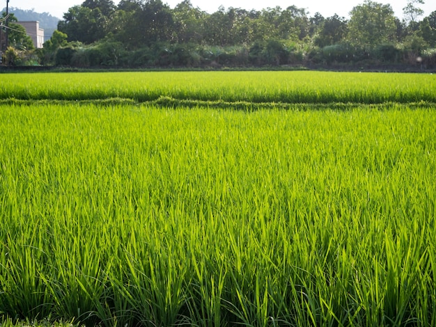 Campo de arroz verde. Plantação de arroz. Fazenda de arroz de jasmim orgânico na Ásia.