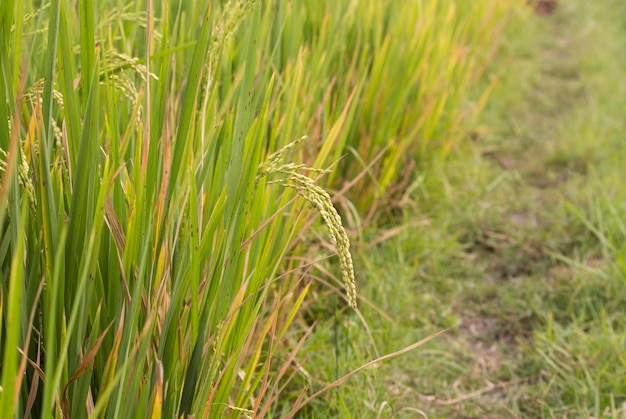 Campo de arroz verde pronto para colher