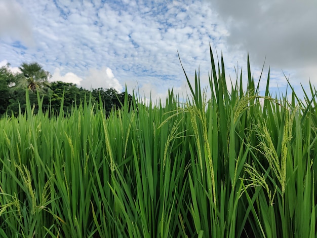 Campo de arroz verde sob nuvens brancas e céu azul. Ambiente da temporada de outono de Bangladesh rural