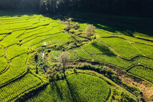 Campo de arroz verde temperamental com forma de luz noturna abobe