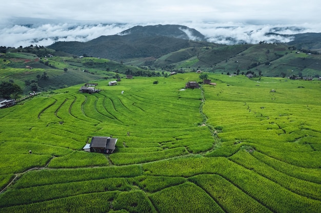 Campo de arroz verde vista de alto ângulo em terraços em Chiangmai