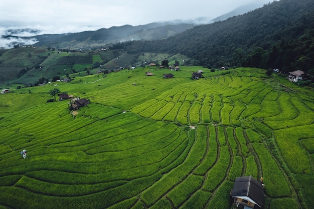 Campo de arroz verde vista de alto ângulo em terraços em Chiangmai