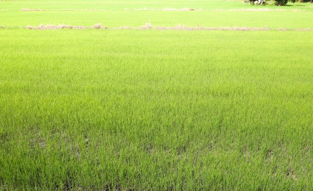 campo de arroz verde