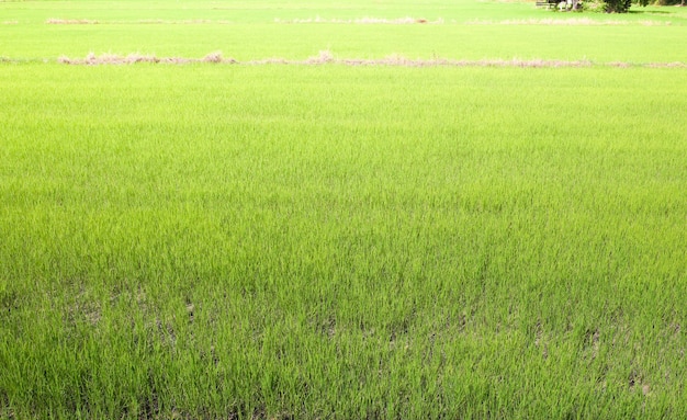 Campo de arroz verde