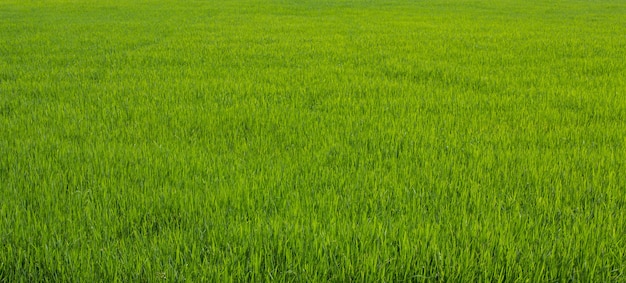 campo de arroz verde