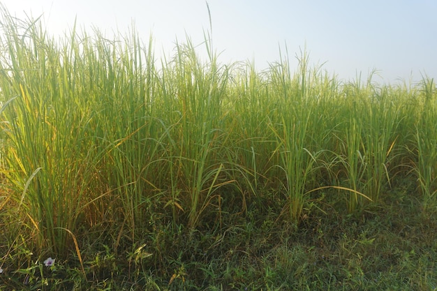 campo de arroz verde