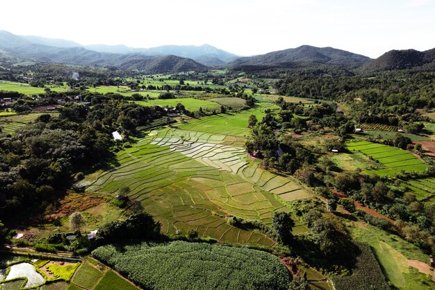 Campo de arroz, vista aérea de campos de arroz