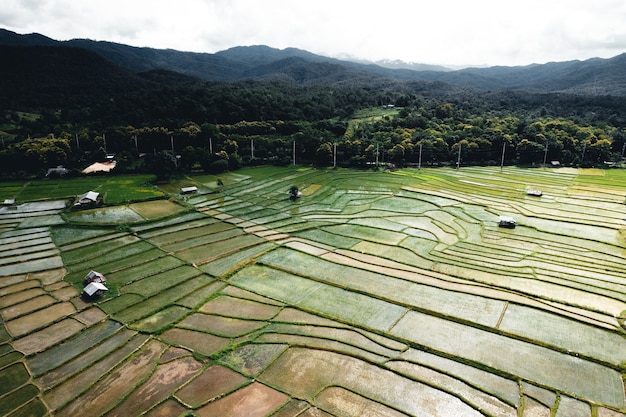 Campo de arroz, vista aérea de campos de arroz