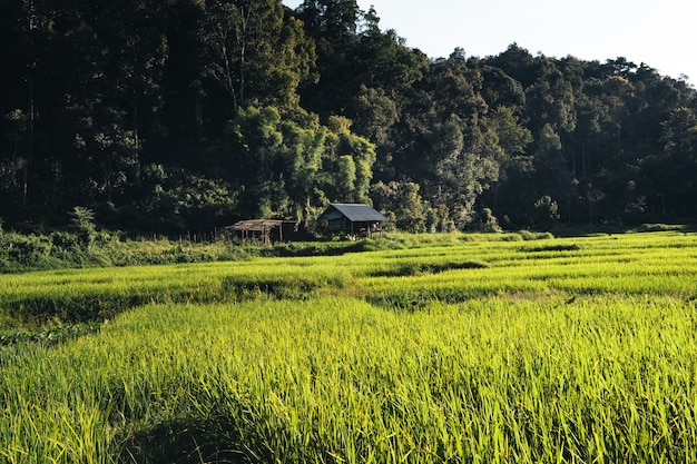 Campo de arroz, vista aérea de campos de arroz