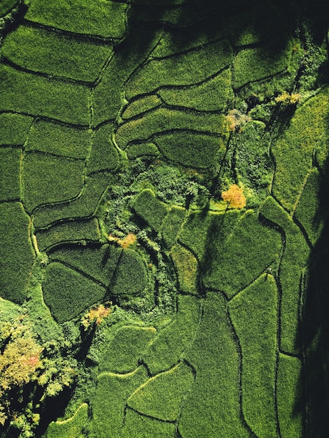 Foto campo de arroz, vista aérea de campos de arroz