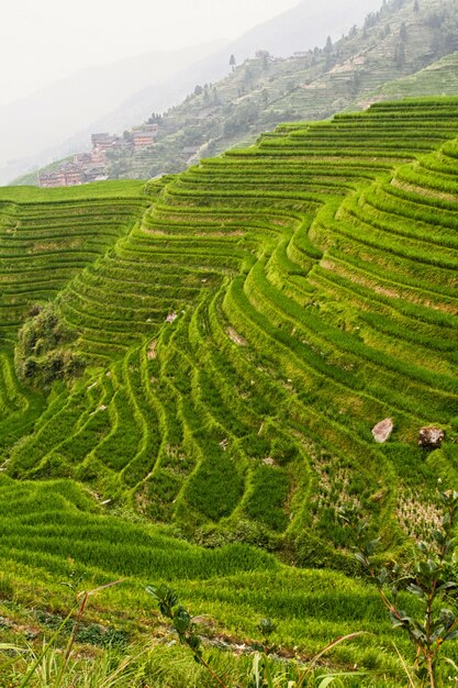 Campo de arroz