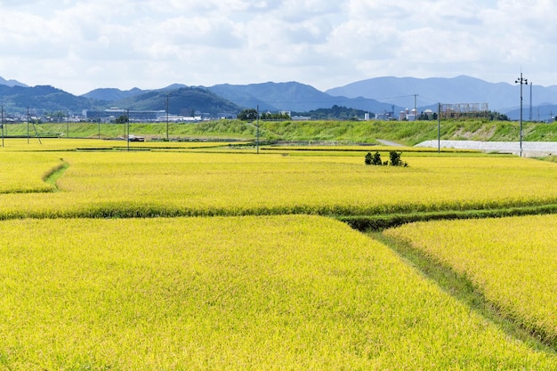Foto campo de arroz