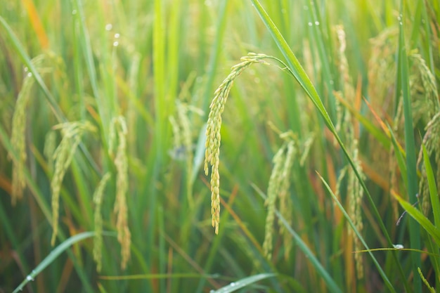 campo de arroz