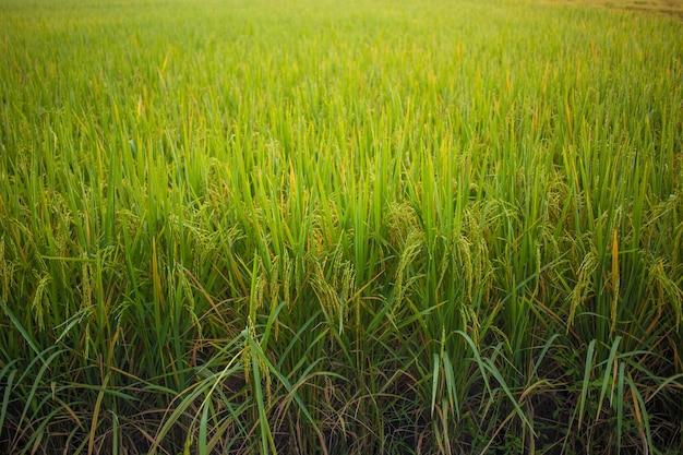 campo de arroz