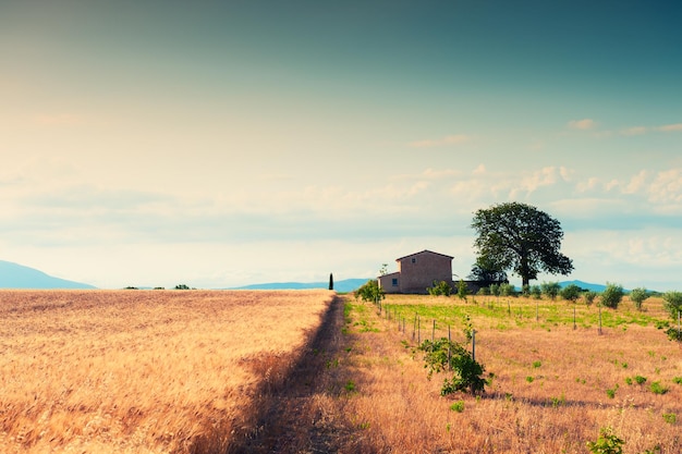 Campo de aveia ao nascer do sol perto de valensole, provence, frança. linda paisagem de verão