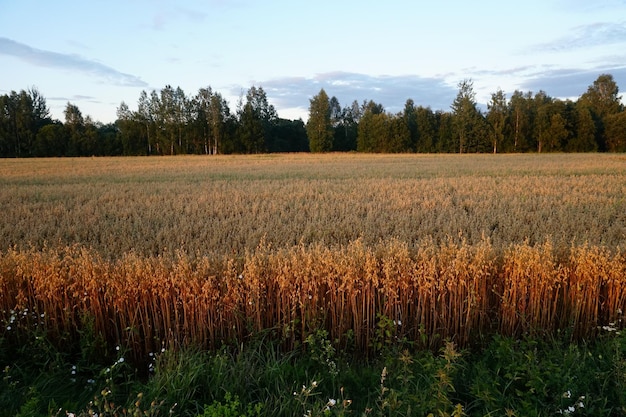 Campo de aveia ao pôr do sol amarelo