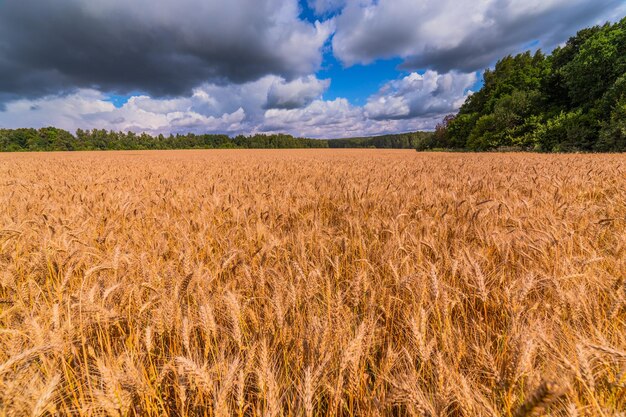 Foto campo de aveia contra o céu azul com nuvens de tempestade entrantes paisagem agrícola de grande ângulo