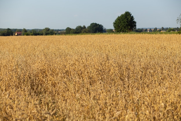 Campo de aveia em dia ensolarado