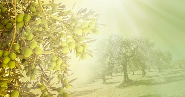 Campo de azeitonas mediterrâneo do jardim das oliveiras pronto para a colheita