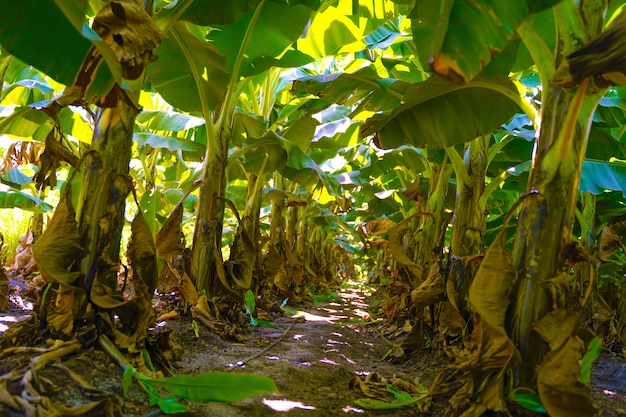 Foto campo de banana na índia