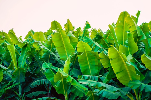 Campo de banana na índia