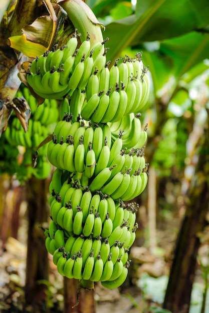 Campo de banana