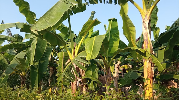 Campo de bananas de manhã