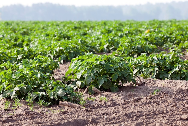 Campo de batata agrícola