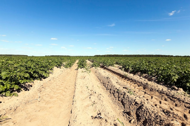 Campo de batata agrícola