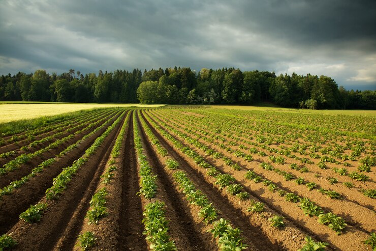 Campo de batata contra o céu tempestuoso