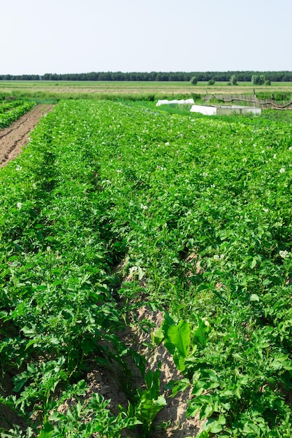 Campo de batata em linhas Foco seletivo