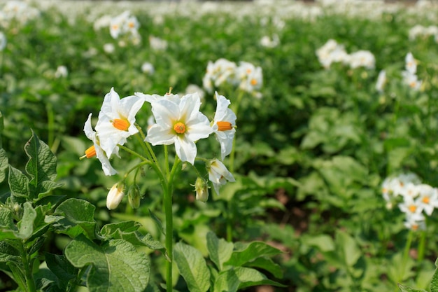 Campo de batata florescendo Brotos de batata no leito da fazenda batatas jovens florescendo batatas maduras