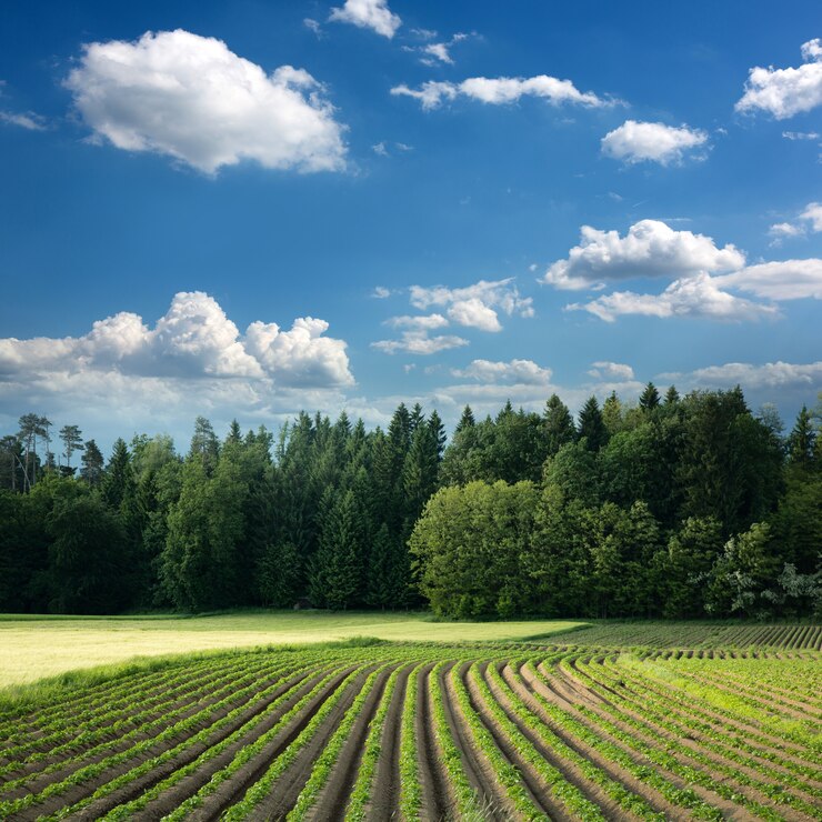 Campo de batata idílico contra a periferia da floresta