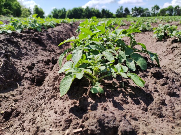 Campo de batata verde verão paisagem agrícola planta de batata jovem foco seletivo