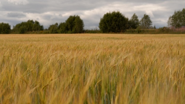 Campo de bela paisagem em um dia de verão Cena rural de espigas de trigo campo de trigo