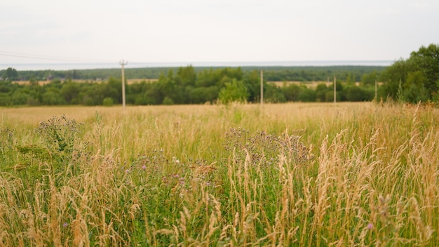 Campo de bela paisagem em uma cena rural de dia de verão