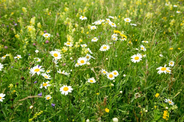 Campo de belo prado com flores silvestres. Primavera