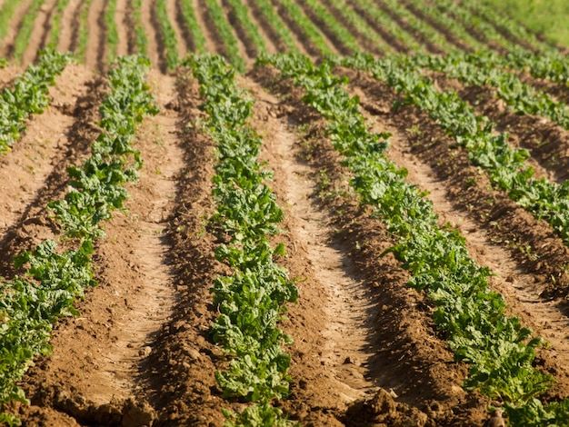 Campo de beterraba.