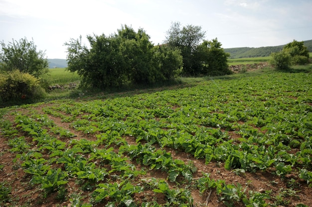 Campo de beterraba