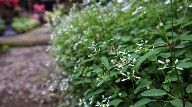 Campo de Breathless White Euphorbia ou Euphorbia Balbrewite pequenas e arejadas flores brancas