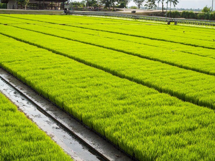Foto campo de brotos de arroz